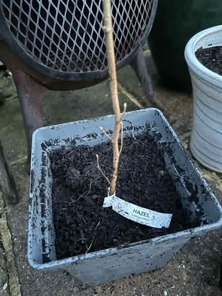 Photo of free Saplings (Langley Park DH7) #1