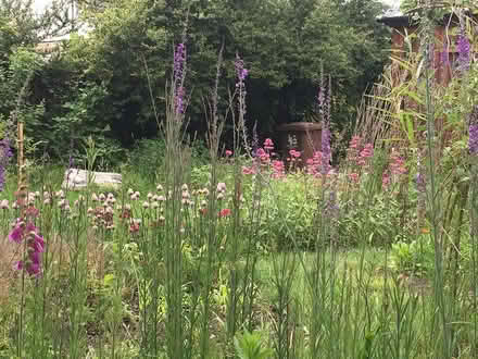 Photo of free Rose, shrubs, perennials etc (BuryStEds IP33) #1