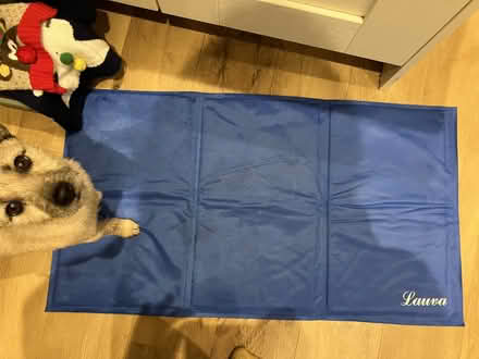Photo of free Dog cool mat (New Hinksey OX1) #1