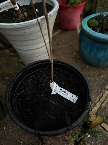 Photo of free Saplings (Langley Park DH7) #2
