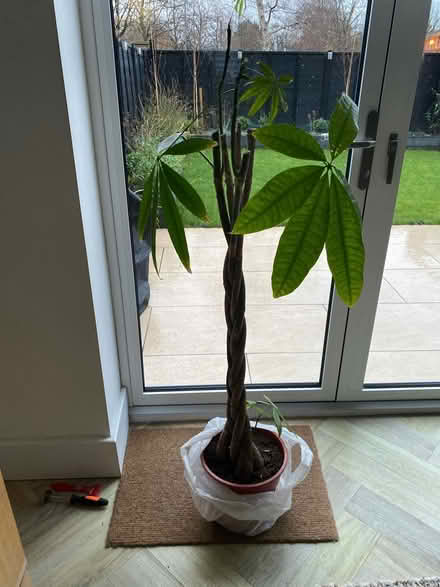 Photo of free Large houseplant needs tlc (West Didsbury Manchester M20) #1