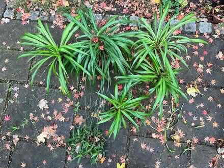 Photo of free Spider plants (CR0) #1