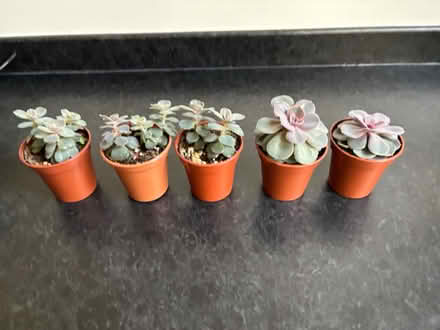 Photo of free Echeveria Succulent Houseplants (Wigston Magna) #1