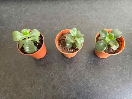 Photo of free 3 Crassula Ovata Jade Plant pups (Wigston Magna) #2