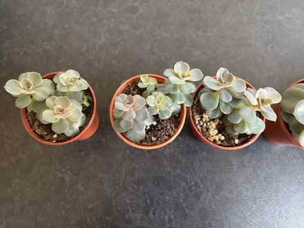 Photo of free Echeveria Succulent Houseplants (Wigston Magna) #3