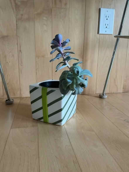 Photo of free Jade Plant (Gtown + Clopper & Richter Farm) #1