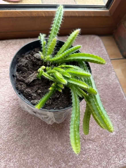 Photo of free plant (seven kings) #1