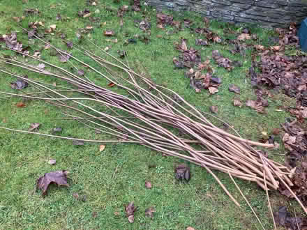 Photo of free Braches (Walderslade Bottom ME5) #1