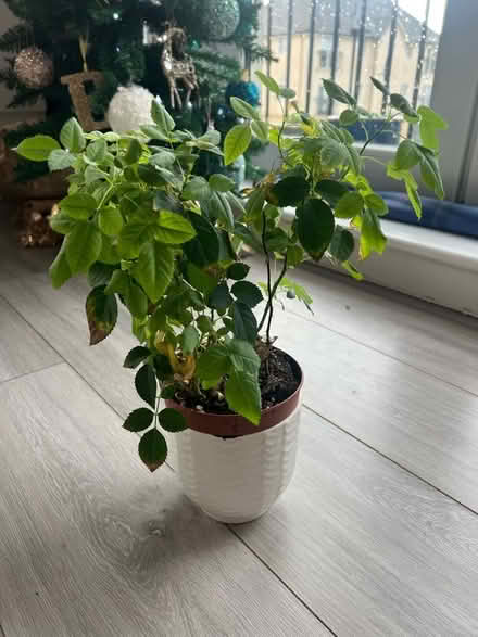 Photo of free White rose plant (Weston) #1