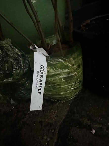 Photo of free Saplings (Langley Park DH7) #3