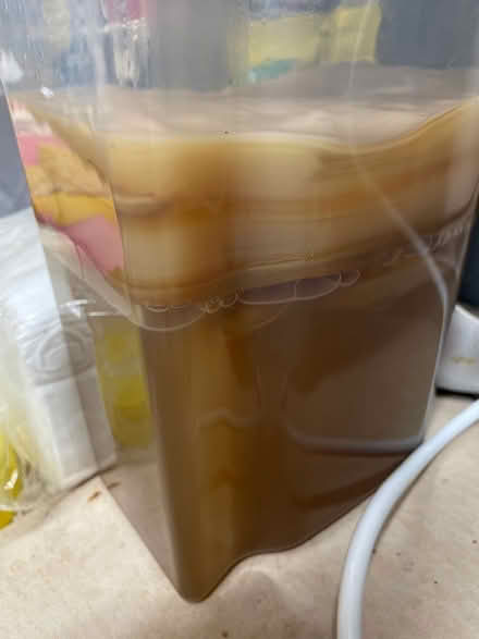 Photo of free Kombucha Culture SCOBY (Underdale SY2) #1
