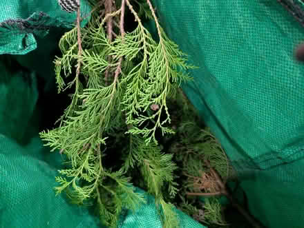 Photo of free Wreath Christmas foliage (Lowedges S8) #3