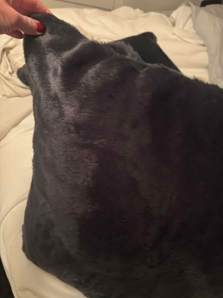 Photo of free Faux fur pillows (M4J 2X9) #3