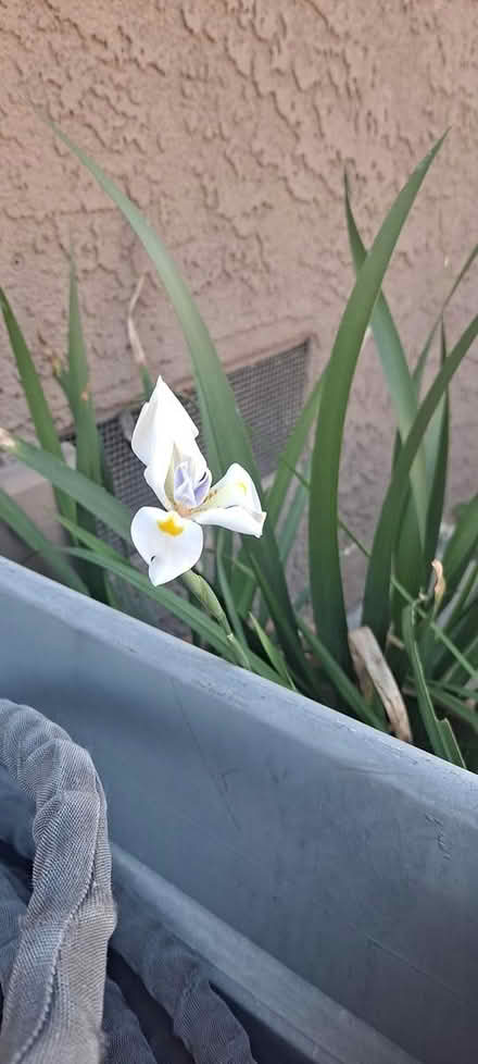 Photo of free Seed pods @90504 (South Bay) #1