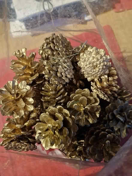 Photo of free Gold pine cones (Shirley CR0) #1