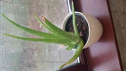 Photo of free Aloe vera plant (Cranham Corner GL6) #1