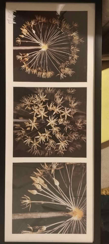 Photo of free Black nature picture (Ormskirk L39) #1