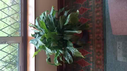 Photo of free Peace lily (Cranham Corner GL6) #1