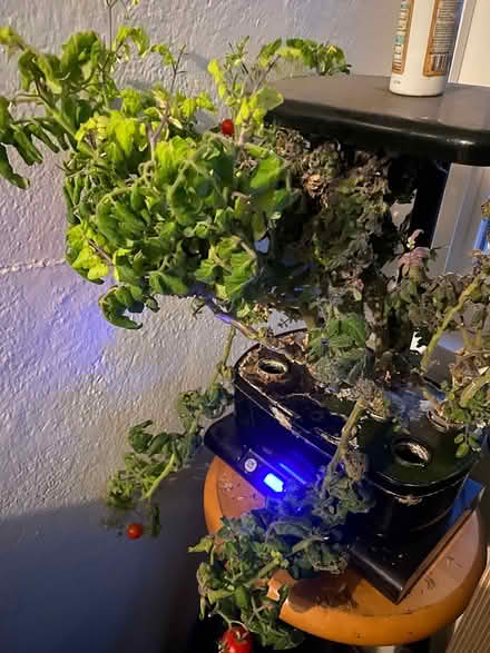 Photo of free cherry tomato plants only (midtwn) #1