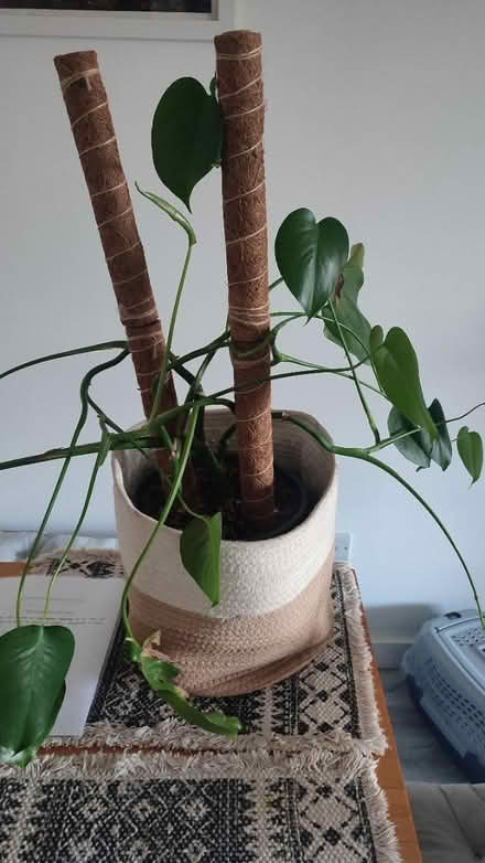 Photo of free Monstera plant (Lenham ME17) #1