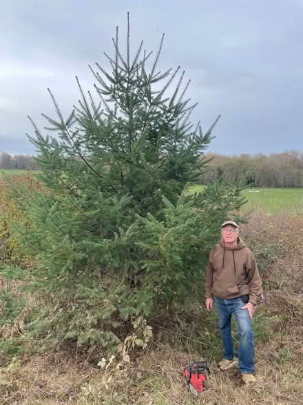 Photo of free large Doug Fir Christmas tree (McKinleyville) #1