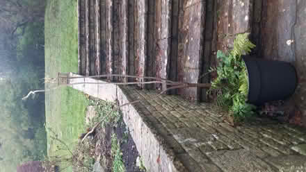 Photo of free Yucca plant (Cranham Corner GL6) #1