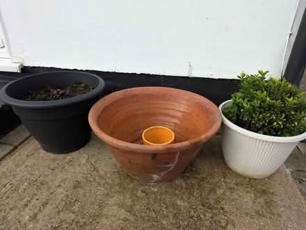 Photo of free Rhubarb Crown, Pots/Pot Trays (ME9) #2