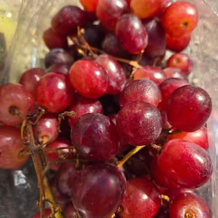 Photo of free Fresh Grapes (Chiquita Av MtnVw) #2