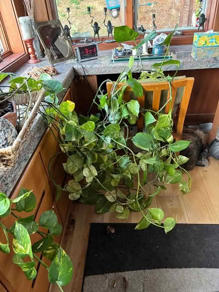 Photo of free large healthy trailing plant (Berkeley) #1