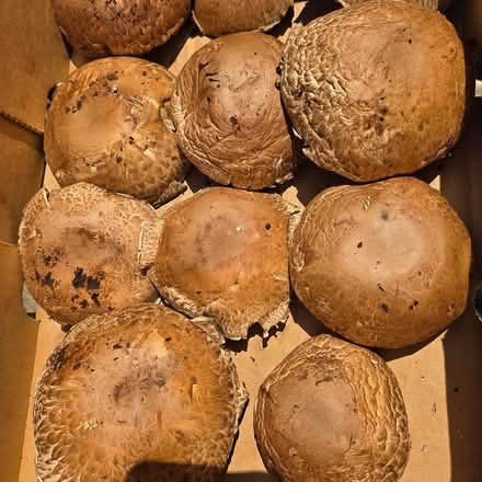 Photo of free Mushrooms - Variety (Chiquita Av MtnVw) #1