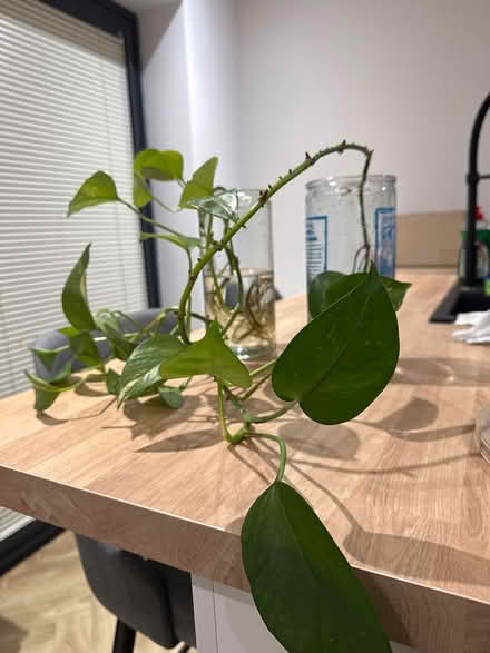 Photo of free Pothos, Gertrude and Bernice (Corner Lane, Leigh) #1