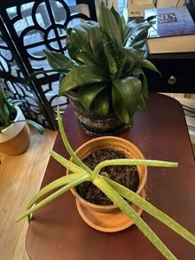 Photo of free Indoor Plants (20874) #photo #1