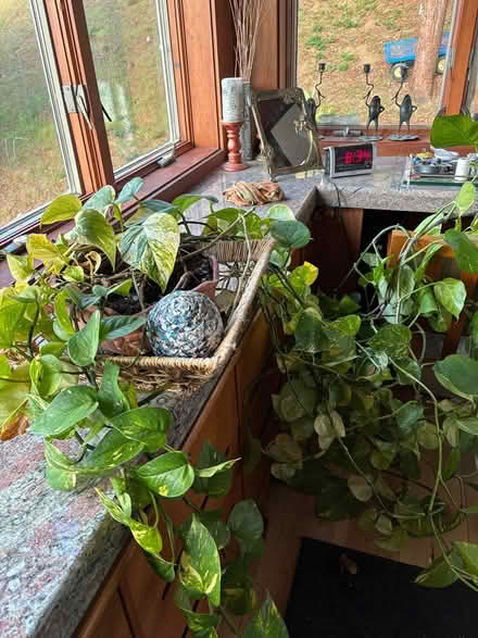 Photo of free large healthy trailing plant (Berkeley) #3