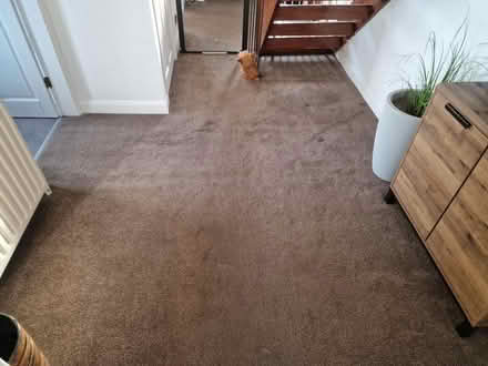 Photo of free Quality Carpet & Underlay (WF4) #4