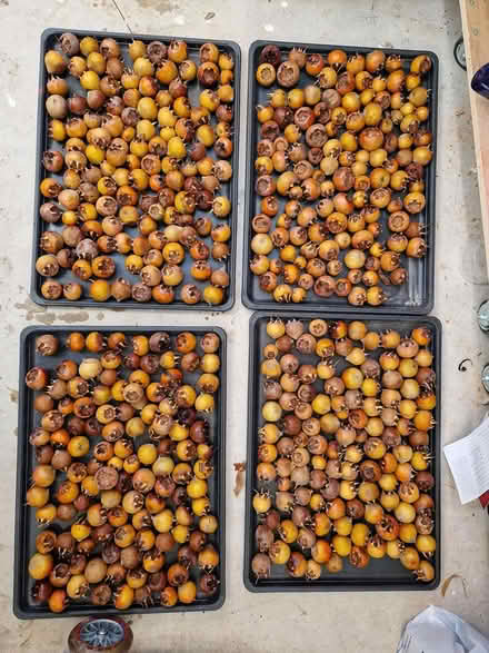 Photo of free bleted medlars (CB1 near Perne road) #1