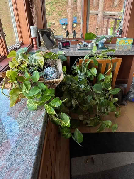 Photo of free large healthy trailing plant (Berkeley) #2