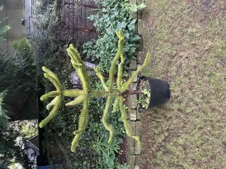 Photo of Planter -half whisky barrel (The Grange EH9) #1