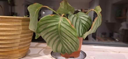 Photo of free Prayer plant (Kingscourt, Stroud) #1