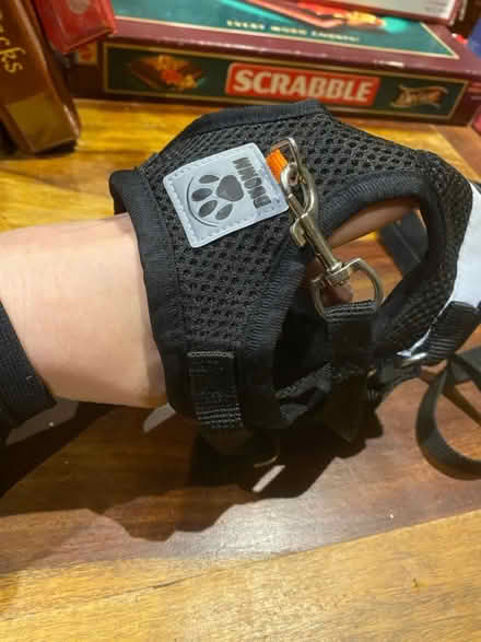 Photo of free Small pet walking harness (Queens Park W10) #1