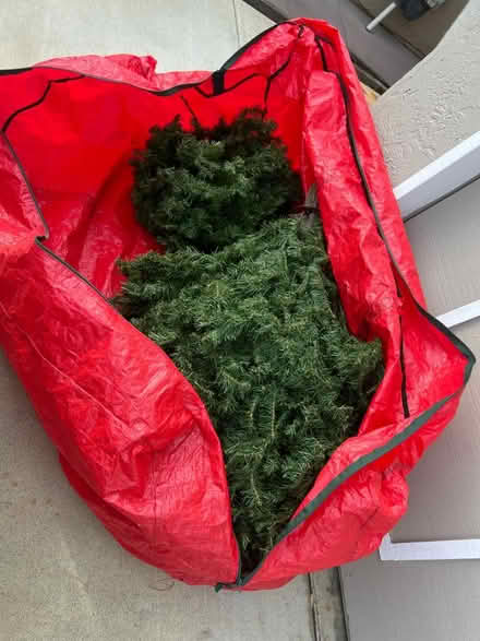 Photo of free Christmas Tree (Evergreen) #2