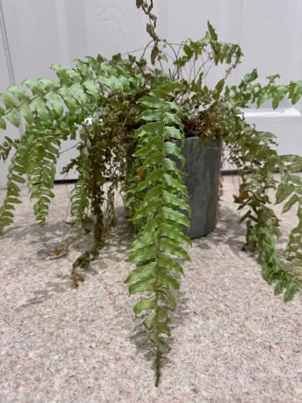 Photo of free Fern (Ellesmere Port CH1) #1