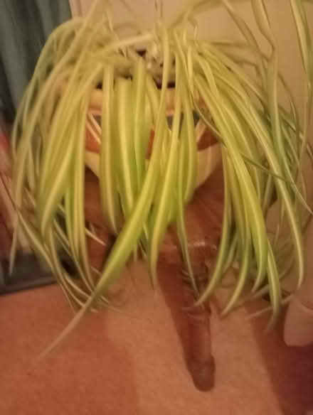 Photo of free House plant. (Larkhall) #2