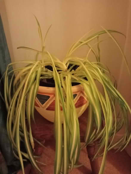 Photo of free House plant. (Larkhall) #1