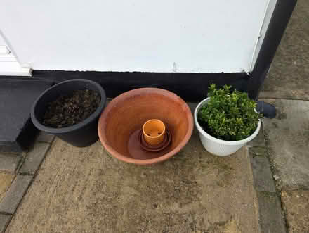 Photo of free Rhubarb Crown, Pots/Pot Trays (ME9) #1