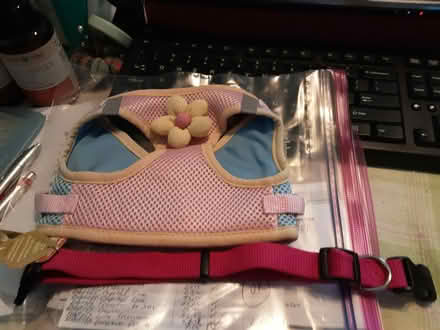 Photo of free harness & collar - like new (US19 & Nursery Road) #2