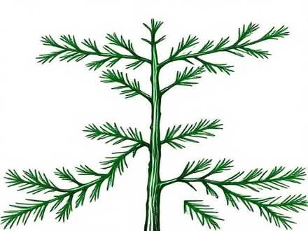 Photo of Offcut christmas tree branches (Cashes Green GL5) #1