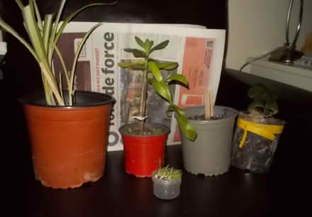 Photo of free Small plants (Wimbledon SW19) #1