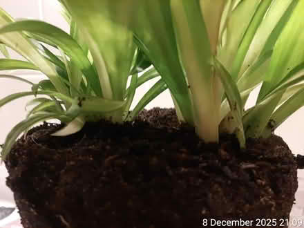 Photo of free 🌊 Spider plant–NO POT (Edgwarebury Lane) #2