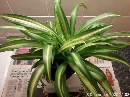 Photo of free 🌊 Spider plant–NO POT (Edgwarebury Lane) #4