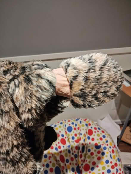 Photo of free Cute Hat Combo (Kitchener (Lancaster/Union)) #3